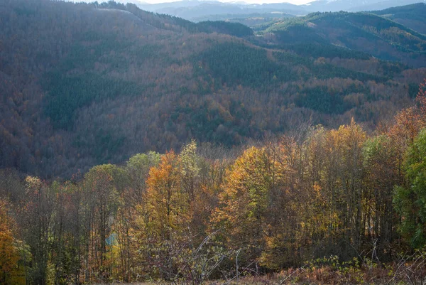 Sonbahar Mevsiminin Ortasında Turuncu Yeşil Kırmızı Sarı Renklerle Kaplanmış Orman — Stok fotoğraf