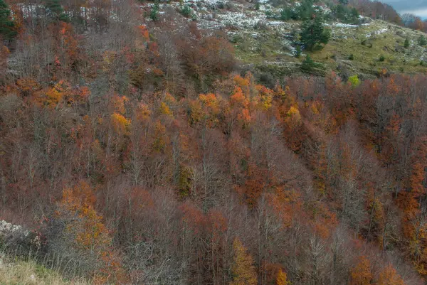 Paisaje Arbolado Bosques Que Contrastan Colores Anaranjados Verdes Rojos Amarillos —  Fotos de Stock