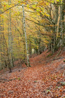Kırmızılar, yeşiller, portakallar ve yeşilliklerden oluşan sonbahar ormanı, bu renklerden birçok yaprak yere düşüyor..