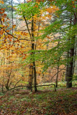 Kırmızılar, yeşiller, portakallar ve yeşilliklerden oluşan sonbahar ormanı, bu renklerden birçok yaprak yere düşüyor..