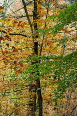 Kırmızılar, yeşiller, portakallar ve yeşilliklerden oluşan sonbahar ormanı, bu renklerden birçok yaprak yere düşüyor..