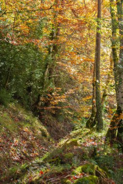 Kırmızılar, yeşiller, portakallar ve yeşilliklerden oluşan sonbahar ormanı, bu renklerden birçok yaprak yere düşüyor..