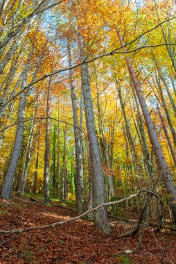 Kırmızılar, yeşiller, portakallar ve yeşilliklerden oluşan sonbahar ormanı, bu renklerden birçok yaprak yere düşüyor..