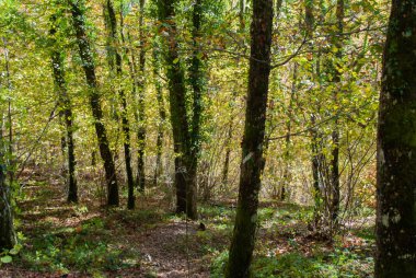 Kırmızılar, yeşiller, portakallar ve yeşilliklerden oluşan sonbahar ormanı, bu renklerden birçok yaprak yere düşüyor..