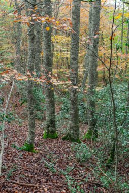 Kırmızılar, yeşiller, portakallar ve yeşilliklerden oluşan sonbahar ormanı, bu renklerden birçok yaprak yere düşüyor..