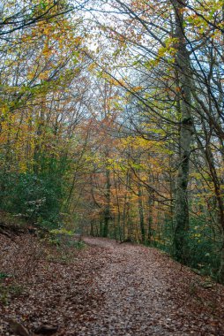 Kırmızılar, yeşiller, portakallar ve yeşilliklerden oluşan sonbahar ormanı, bu renklerden birçok yaprak yere düşüyor..