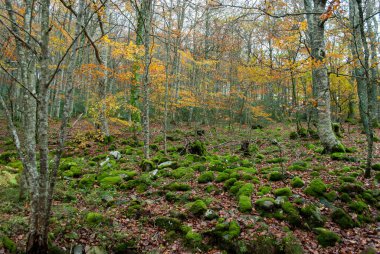 Kırmızılar, yeşiller, portakallar ve yeşilliklerden oluşan sonbahar ormanı, bu renklerden birçok yaprak yere düşüyor..