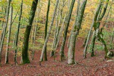 Kırmızılar, yeşiller, portakallar ve yeşilliklerden oluşan sonbahar ormanı, bu renklerden birçok yaprak yere düşüyor..