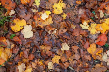 Kırmızılar, yeşiller, portakallar ve yeşilliklerden oluşan sonbahar ormanı, bu renklerden birçok yaprak yere düşüyor..