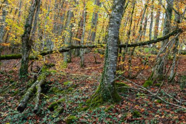 Kırmızılar, yeşiller, portakallar ve yeşilliklerden oluşan sonbahar ormanı, bu renklerden birçok yaprak yere düşüyor..