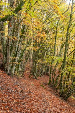 Kırmızılar, yeşiller, portakallar ve yeşilliklerden oluşan sonbahar ormanı, bu renklerden birçok yaprak yere düşüyor..