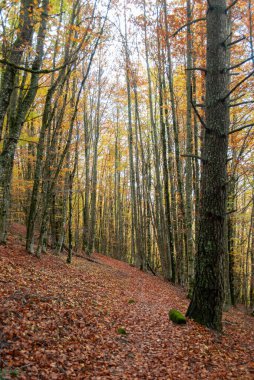 Kırmızılar, yeşiller, portakallar ve yeşilliklerden oluşan sonbahar ormanı, bu renklerden birçok yaprak yere düşüyor..
