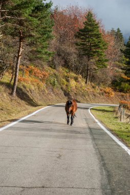 Sonbahar ormanlarının kırmızı ve yeşil tonlarıyla yüksek bir dağ yolundan geçen vahşi at..