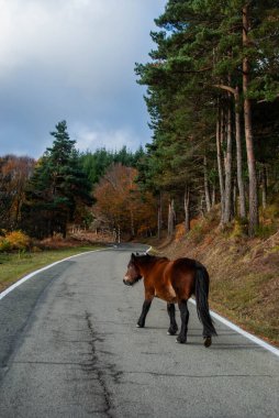 Sonbahar ormanlarının kırmızı ve yeşil tonlarıyla yüksek bir dağ yolundan geçen vahşi at..