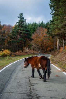 Sonbahar ormanlarının kırmızı ve yeşil tonlarıyla yüksek bir dağ yolundan geçen vahşi at..