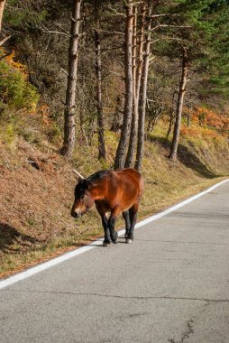 Sonbahar ormanlarının kırmızı ve yeşil tonlarıyla yüksek bir dağ yolundan geçen vahşi at..