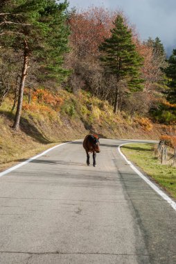Sonbahar ormanlarının kırmızı ve yeşil tonlarıyla yüksek bir dağ yolundan geçen vahşi at..