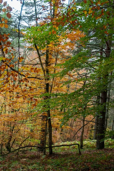 五彩缤纷的红 绿相映成趣的秋林 许多树叶落在地上 — 图库照片