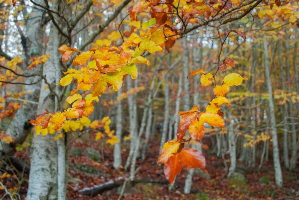 Осенний Лес Контрастных Красных Зеленых Апельсинов Зелени Большим Количеством Листьев — стоковое фото