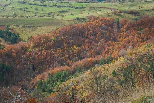 Floresta Outono Vermelhos Contrastantes Verdes Laranjas Verdes Com Muitas Folhas — Fotografia de Stock