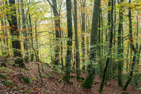 Kırmızılar, yeşiller, portakallar ve yeşilliklerden oluşan sonbahar ormanı, bu renklerden birçok yaprak yere düşüyor..