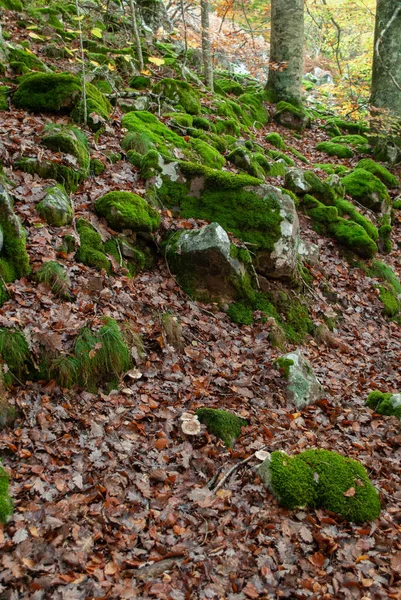 Autumn Forest Contrasting Reds Greens Oranges Greens Many Leaves Colors — Stock Photo, Image