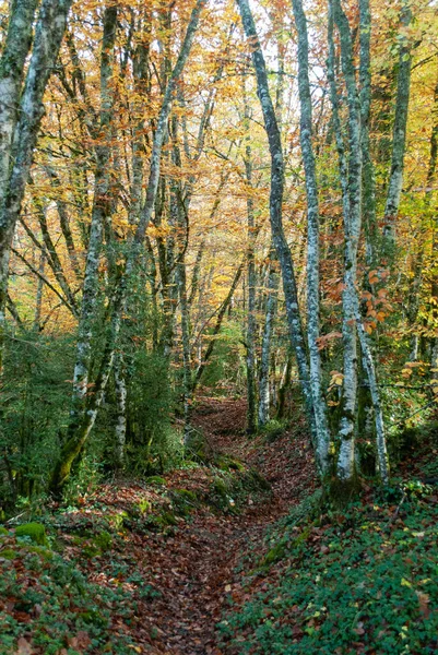 Autumn Forest Contrasting Reds Greens Oranges Greens Many Leaves Colors — Stock Photo, Image