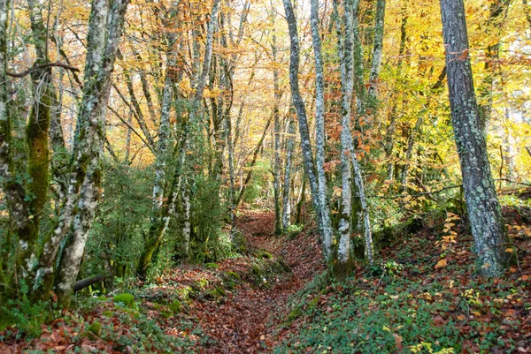 Kırmızılar, yeşiller, portakallar ve yeşilliklerden oluşan sonbahar ormanı, bu renklerden birçok yaprak yere düşüyor..
