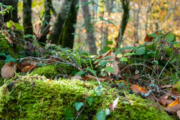 Autumn Forest Contrasting Reds Greens Oranges Greens Many Leaves Colors — Stock Photo, Image