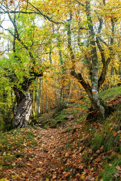 Kırmızılar, yeşiller, portakallar ve yeşilliklerden oluşan sonbahar ormanı, bu renklerden birçok yaprak yere düşüyor..