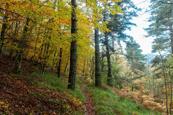 Kırmızılar, yeşiller, portakallar ve yeşilliklerden oluşan sonbahar ormanı, bu renklerden birçok yaprak yere düşüyor..