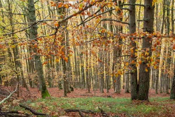 Kırmızılar, yeşiller, portakallar ve yeşilliklerden oluşan sonbahar ormanı, bu renklerden birçok yaprak yere düşüyor..