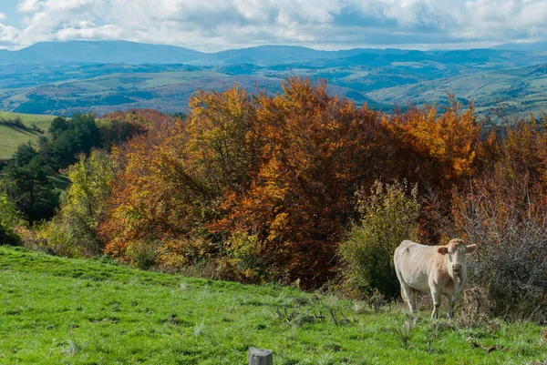 Mucche Pascolo Alta Montagna Con Vista Sulle Foreste Che Contrastano — Foto Stock