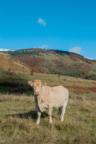 Коровы Пасутся Высокой Горе Видом Леса Контрастируют Осенние Зеленые Красные — стоковое фото