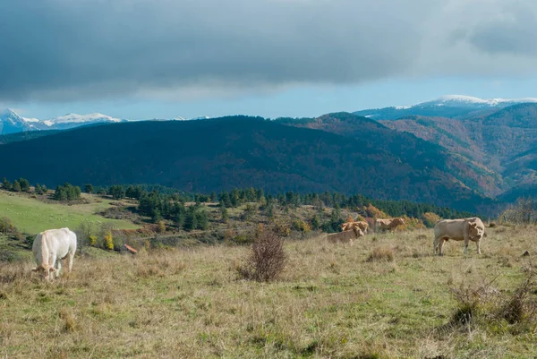 Коровы Пасутся Высокой Горе Видом Леса Контрастируют Осенние Зеленые Красные — стоковое фото