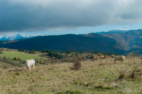 Nekler Yüksek Bir Dağda Otluyor Ormanların Manzarası Sonbahar Yeşili Kırmızı — Stok fotoğraf