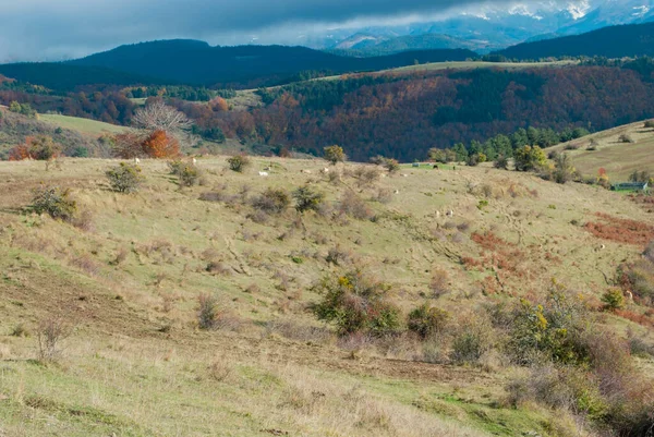 İnekler yüksek bir dağda otluyor, ormanların manzarası sonbahar yeşili ve kırmızı tonlarıyla çelişiyor..