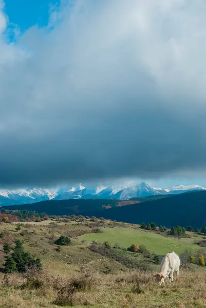 Vacas Pastando Uma Montanha Alta Com Vistas Florestas Contrastando Seus — Fotografia de Stock