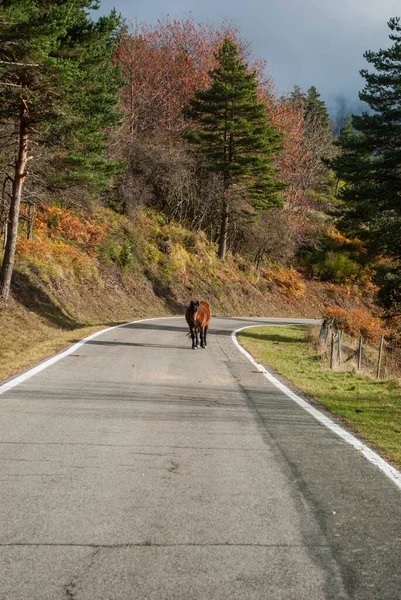 Дикая Лошадь Пересекает Высокогорную Дорогу Контрастом Красных Зеленых Тонов Осенних — стоковое фото
