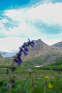 Dağlık bir araziye odaklanmış bir dağ ve ön planda mor bir çiçek.