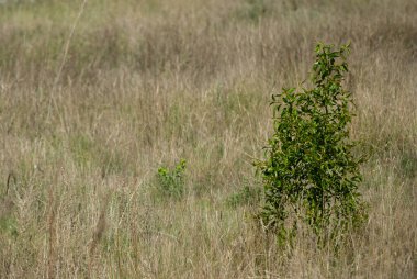 Kuru bir arazinin ortasındaki yeşil çalı
