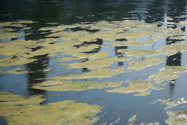 広い川に藻がたくさんいます — ストック写真