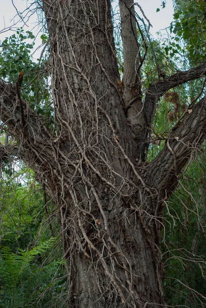 Starożytne Drzewo Wiązką Gałęzi Splątanych Bagażniku — Zdjęcie stockowe