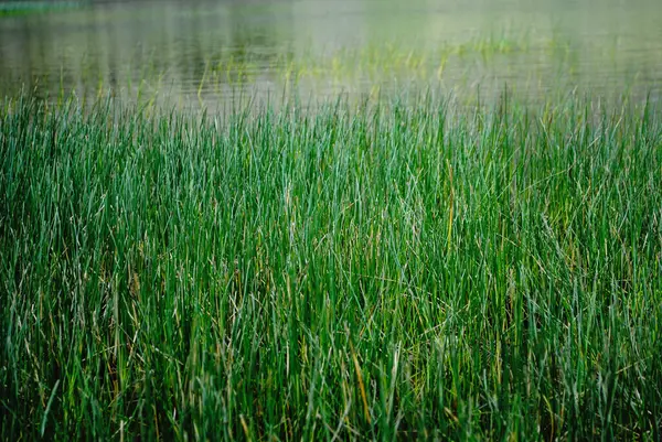 Lange Groene Grassen Groeien Oevers Van Een Rivier — Stockfoto