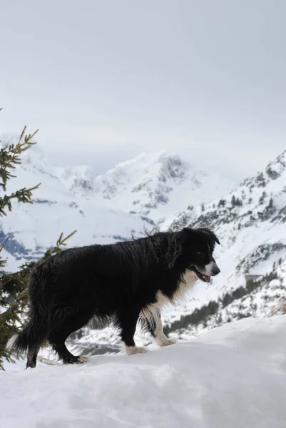 Black White Dog Snowy Mountain Landscape Tourist Ski Resort — Stock Photo, Image