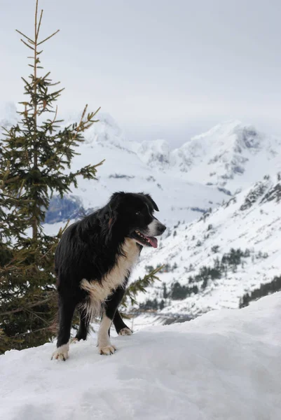 Turist kayak merkezinin karlı dağ manzarasında siyah beyaz bir köpek.