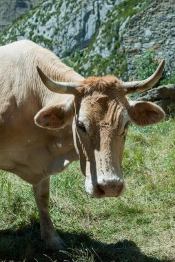 Yeşil dağ çayırlarında inekler otluyor.