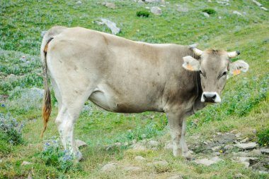 Yeşil dağ çayırlarında inekler otluyor.