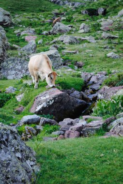 İnekler yemyeşil dağ çayırlarında bir nehirle otluyor.