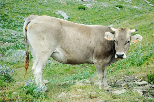 Yeşil dağ çayırlarında inekler otluyor.